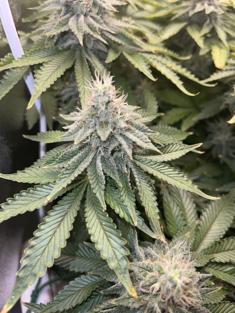 Week 6 day 7-3