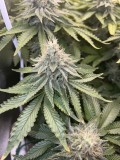 Week 6 day 7-3