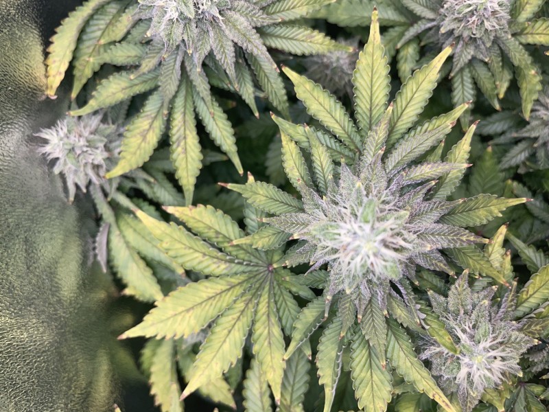 Week 6 day 7-4