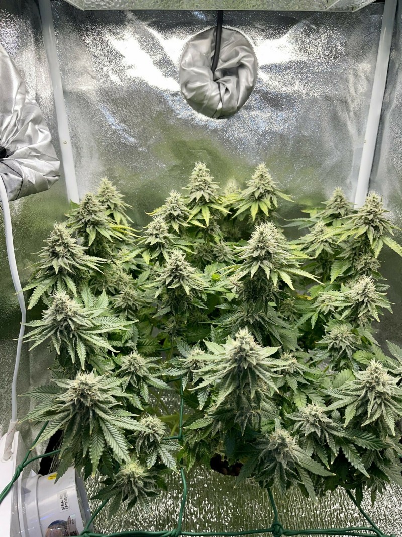 Week 6 day 7-5