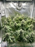 Week 6 day 7-5