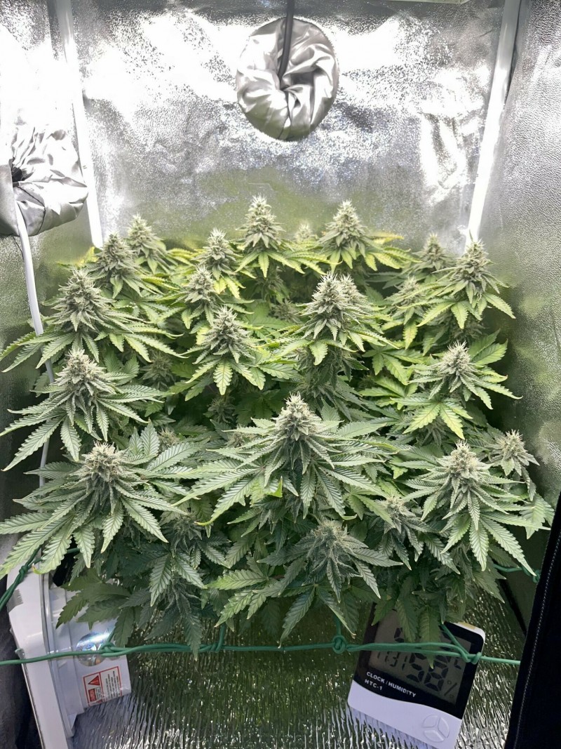 Week 6 day 7-6