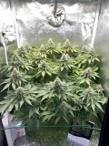 Week 6 day 7-6