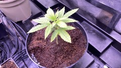 Multi strain update