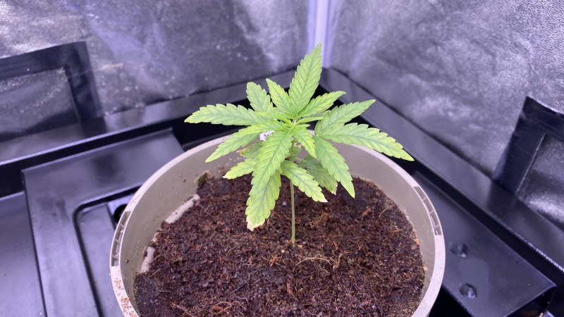 Multi strain update