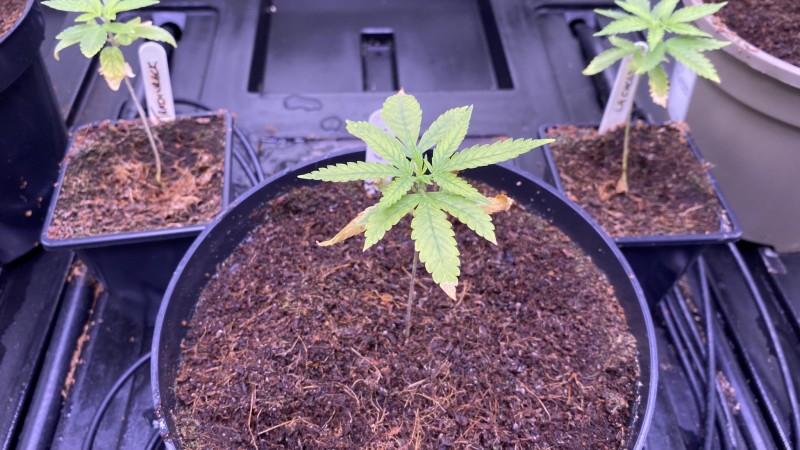 Multi strain update
