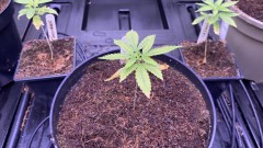 Multi strain update