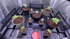 Multi strain update