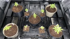 Multi strain update
