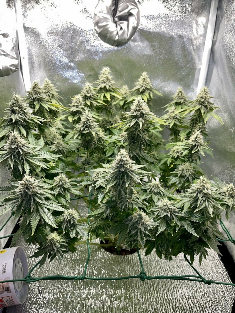 Week 6 day 7-7