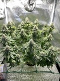 Week 6 day 7-7