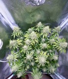 Week 6 day 7-9