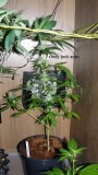 tangie vks cj 12 05 21 015