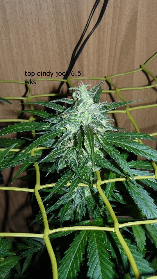 tangie vks cj 12 05 21 016
