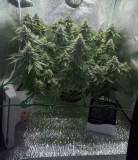 week 7 day 1-1