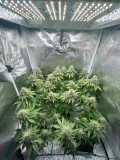 week 7 day 1-2