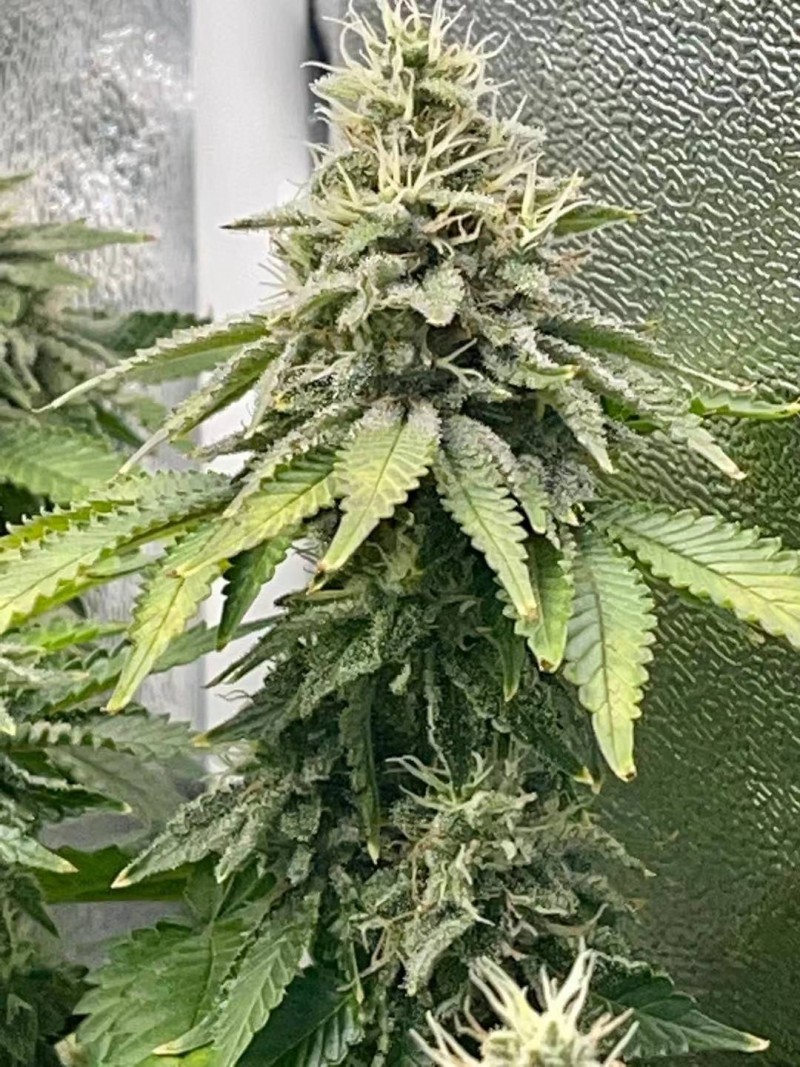 week 7 day 1-4