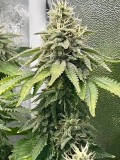 week 7 day 1-4