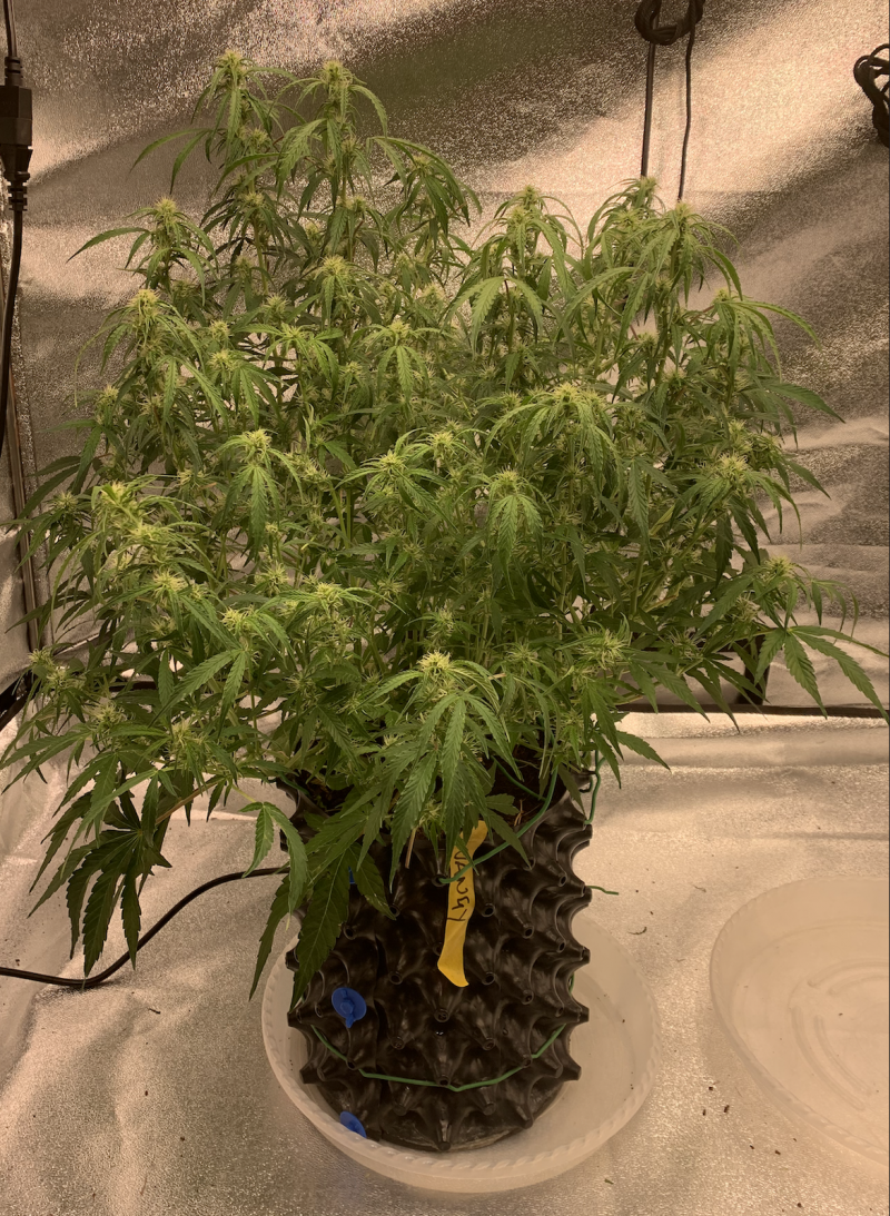 Vangy 2021-09-15