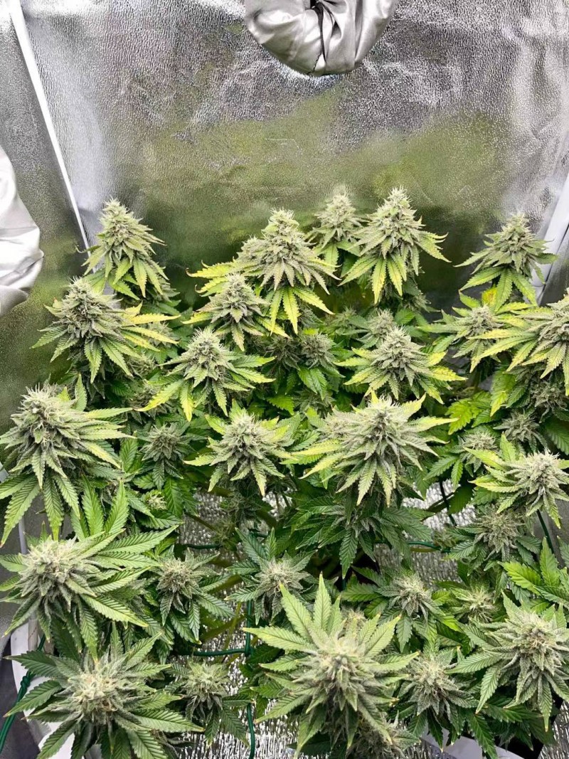 Week 7 day 3-2