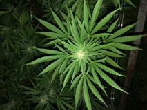 IMG_3129[1]