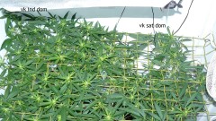 tangie vk cj 15 09 21 007