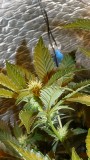tangie vk cj 15 09 21 026