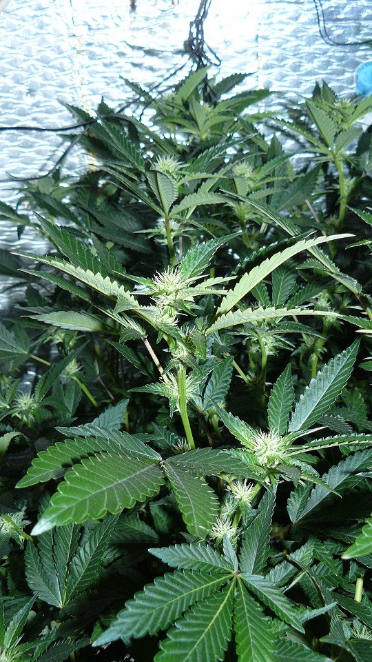 tangie vk cj 15 09 21 029