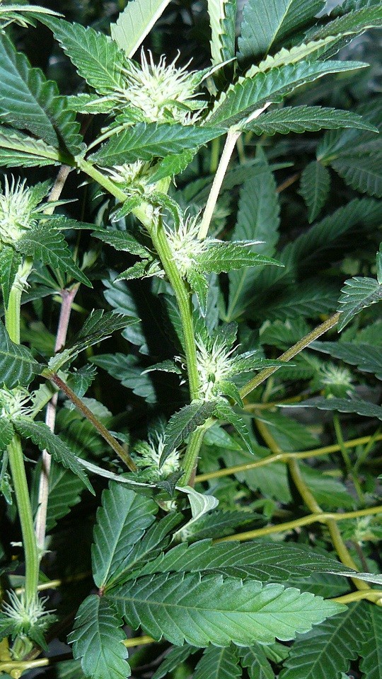 tangie vk cj 15 09 21 035