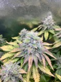 Week 7 day 5-3