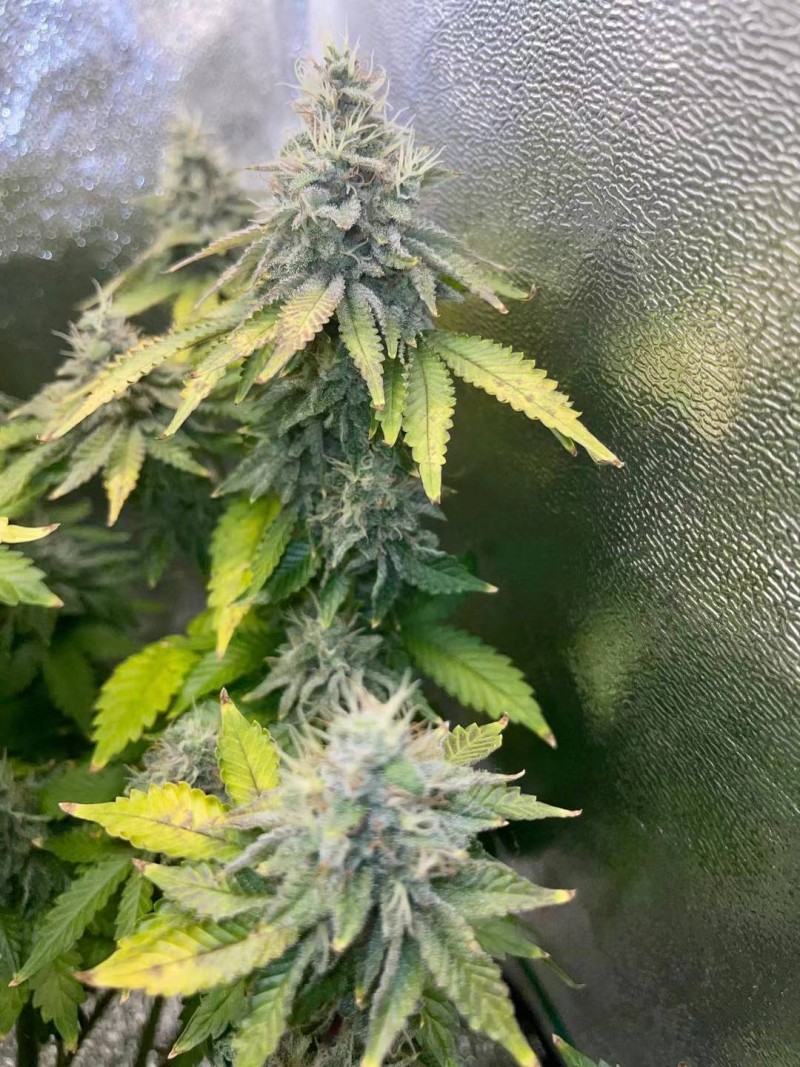 Week 7 day 5-6