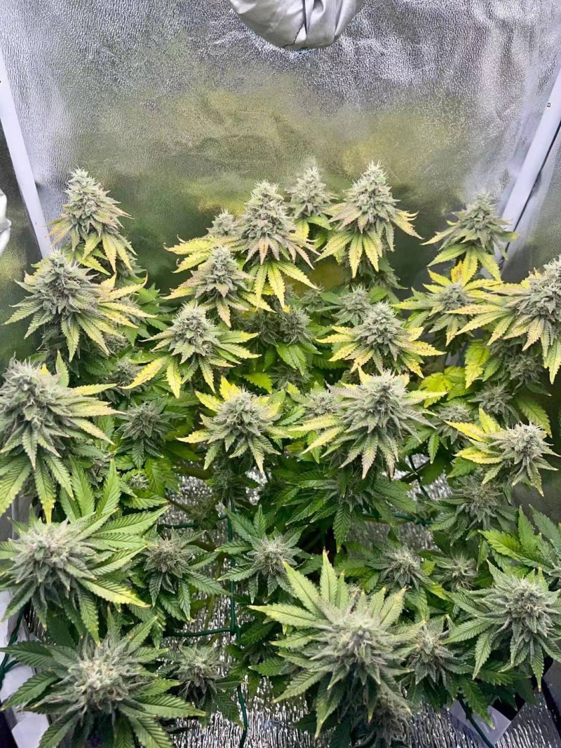 Week 7 day 6-2