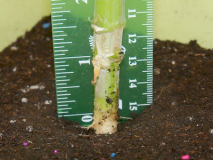 Cotyledons (2012-Jun-7)