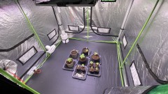 Multi strain
