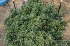 Super Sour Diesel
