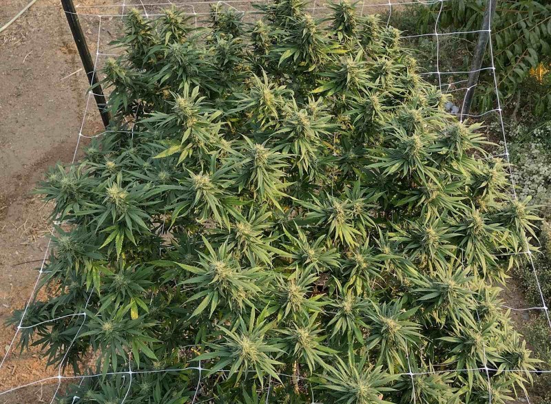 Super Sour Diesel