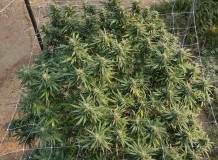 Super Sour Diesel
