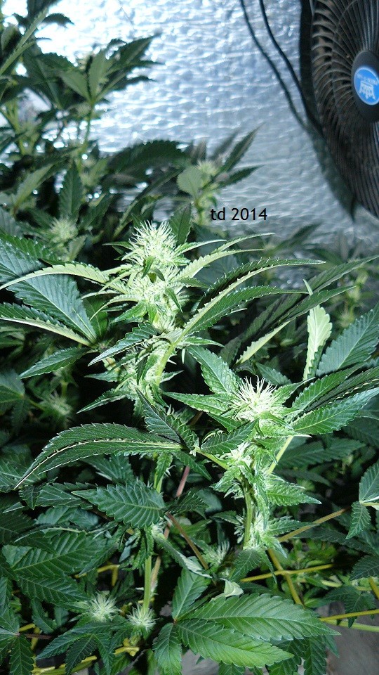 tangie vk cj 19 09 21 028