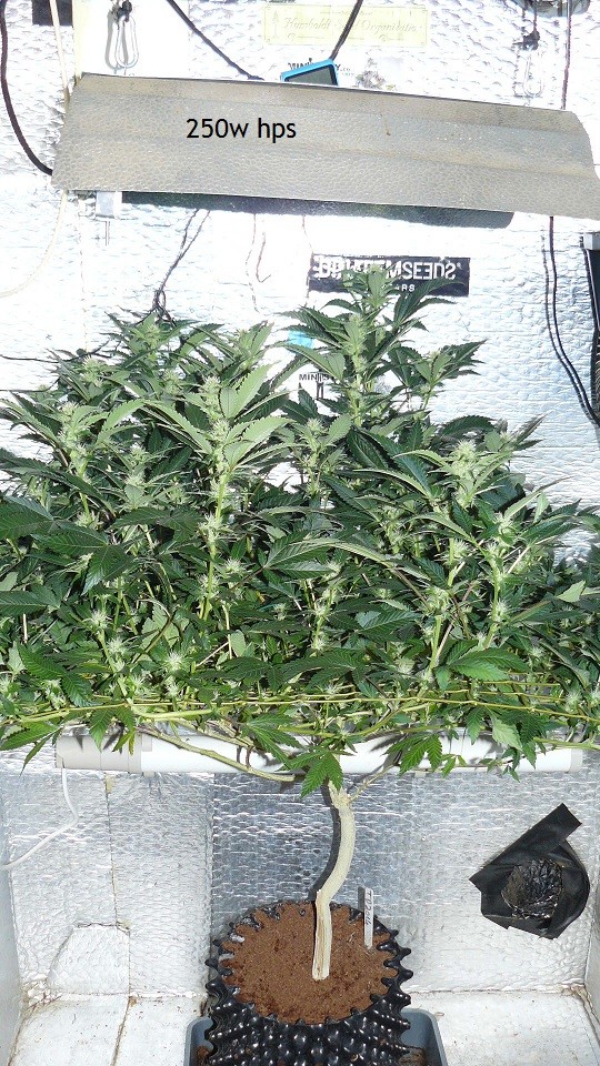 tangie vk cj 19 09 21 034