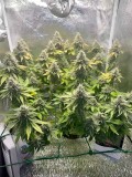 Week 8 Day 1-1