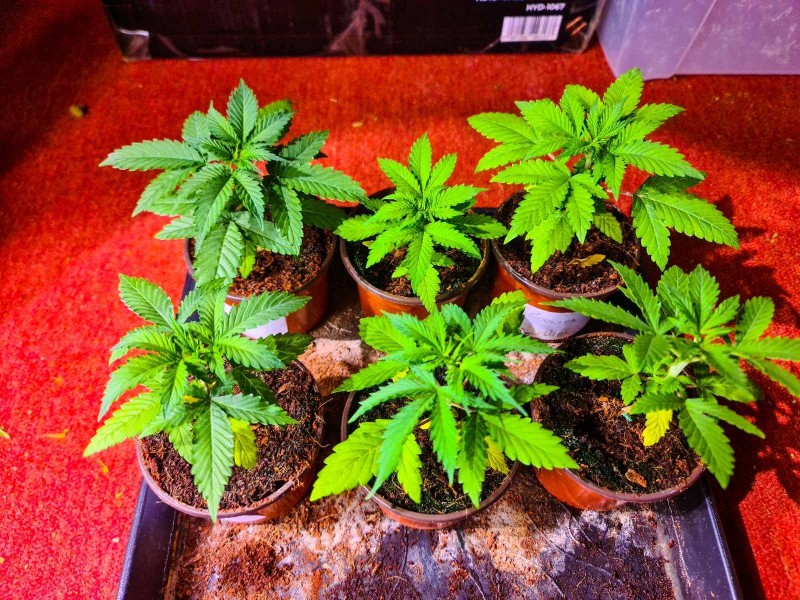 Autos in coco