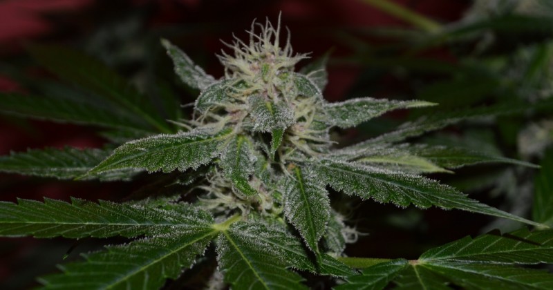 purple moonrockz 21 days flower