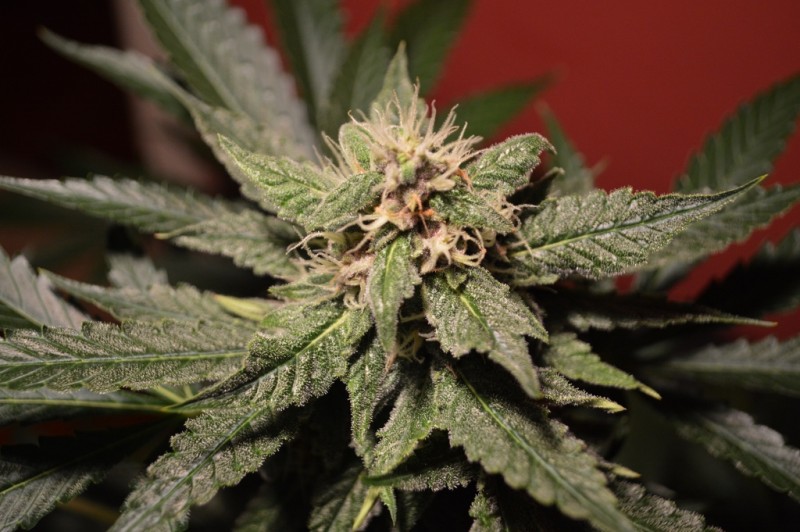 purple moonrockz 21 days flower