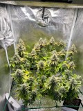 Week 8 Day 3-1