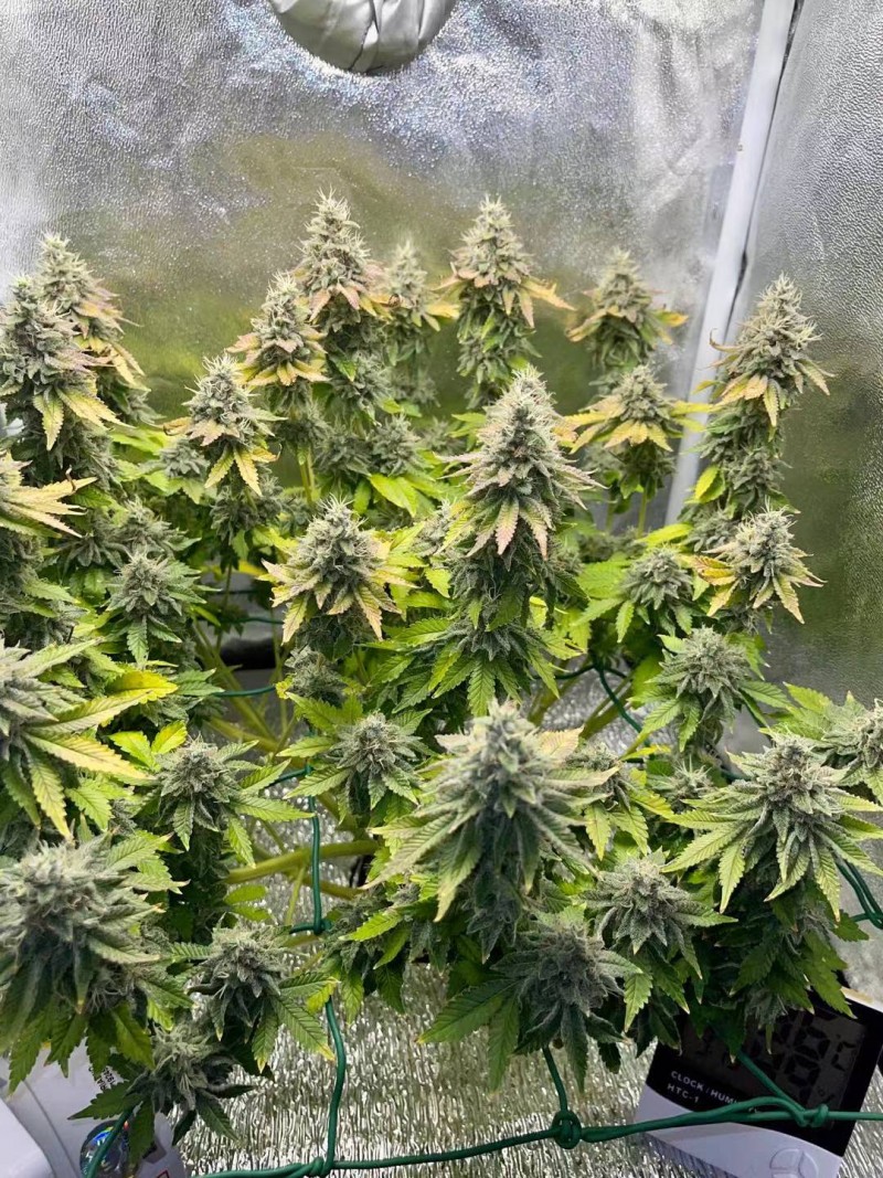 Week 8 Day 3-2