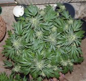 chocmint#1 (1)