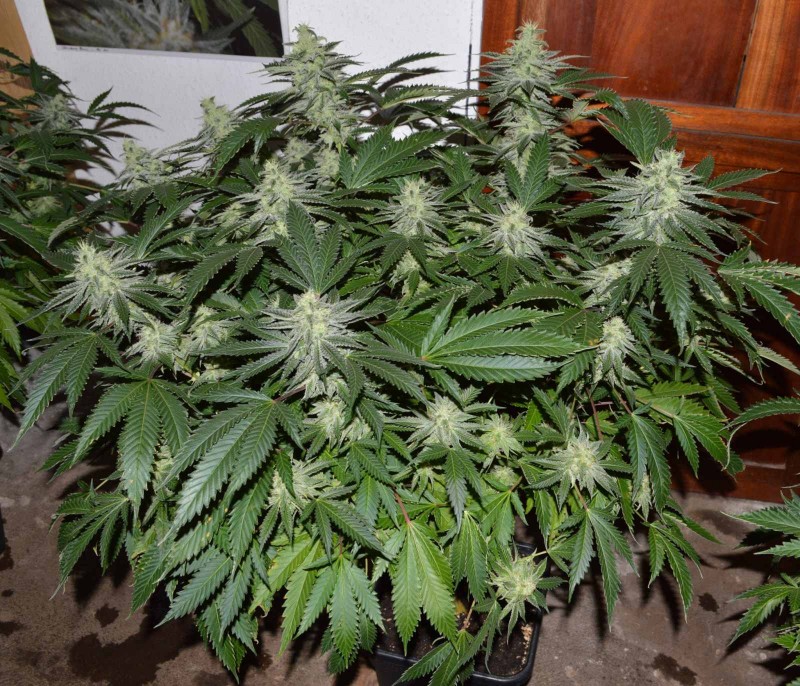 chocmint#2 (2)