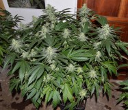 chocmint#2 (2)