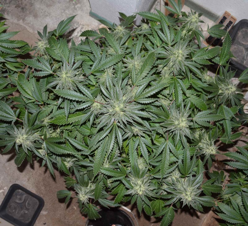 chocmint#3 (1)