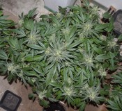 chocmint#3 (1)